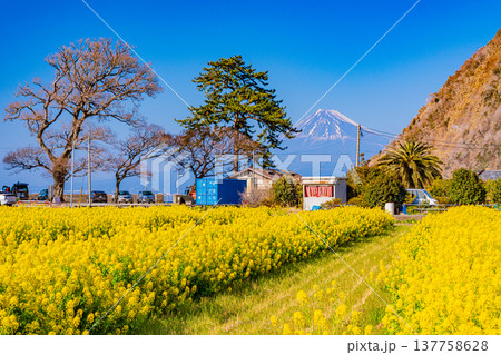 (静岡県)菜の花咲く、早秋の西伊豆井田から望む富士山 (静岡県)菜の花咲く、早秋の西伊豆井田から望む富士山 137758628