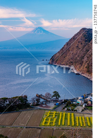 (静岡県)菜の花咲く、早秋の西伊豆井田から望む富士山 夕景 (静岡県)菜の花咲く、早秋の西伊豆井田から望む富士山 夕景 137758748
