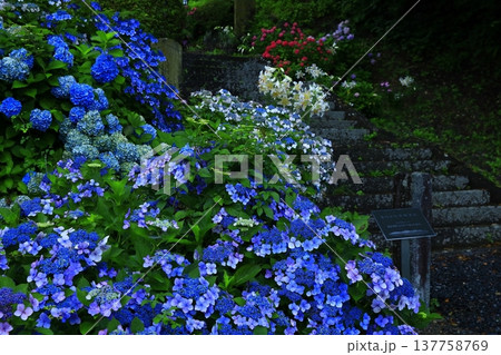 雨に濡れる紫陽花 雨に濡れる紫陽花 137758769