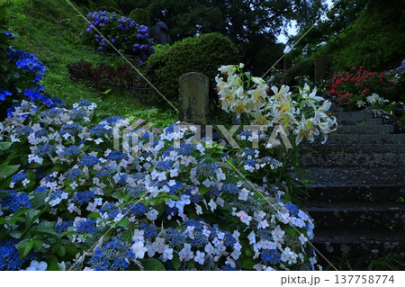 雨に濡れる紫陽花 雨に濡れる紫陽花 137758774