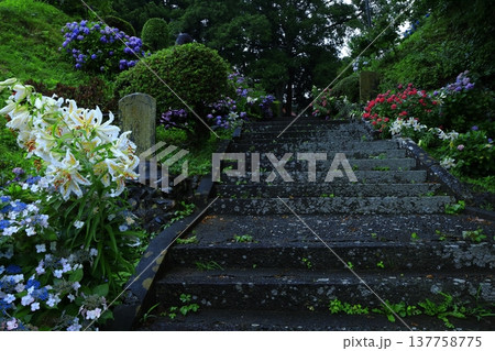 雨に濡れる紫陽花 雨に濡れる紫陽花 137758775