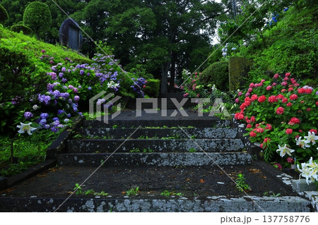 雨に濡れる紫陽花 137758776