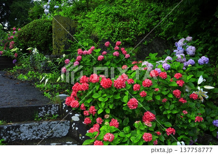 雨に濡れる紫陽花 137758777