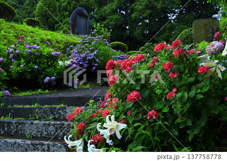 雨に濡れる紫陽花 137758778