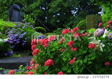 雨に濡れる紫陽花 雨に濡れる紫陽花 137758779