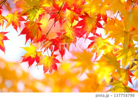 色付きがグラデーションな紅葉のイメージ素材 137758798