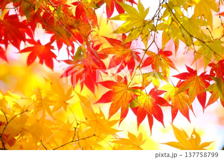 色付きがグラデーションな紅葉のイメージ素材 137758799