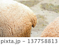 白く短いヒツジの尻尾を横から見る 137758813