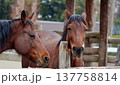 馬2頭が優しい目で厩舎で会話しているように見える 137758814