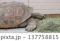 ウミガメの前足の裏 137758815