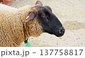 ひつじのショーンの黒い横顔 137758817