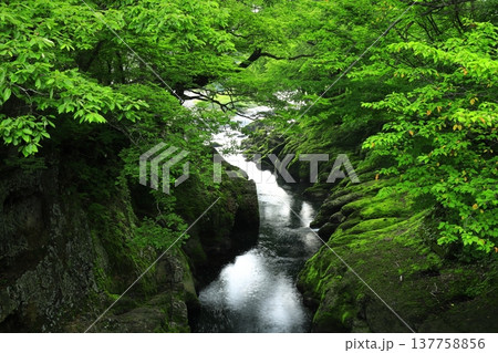新緑に包まれた渓流 137758856