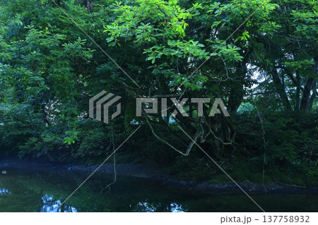 森の中の岩の上から見た風景 森の中の岩の上から見た風景 137758932