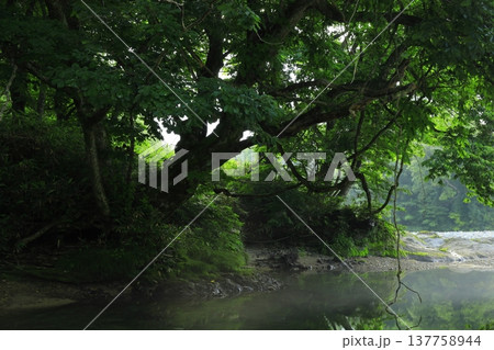 森の中の岩の上から見た風景 137758944