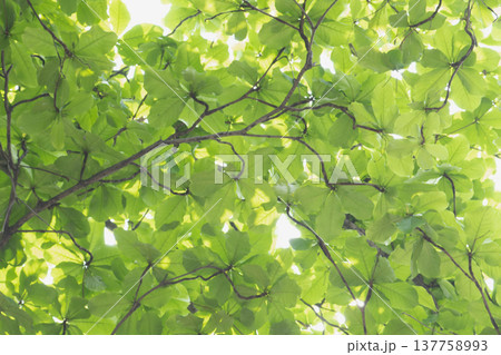 fresh green spring leaves background fresh green spring leaves background 137758993