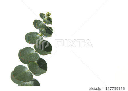 Eucalyptus leaves on a white background 137759136