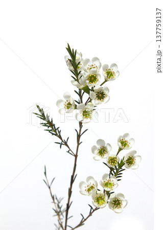 Wax flower with white background and white flowers Wax flower with white background and white flowers 137759137