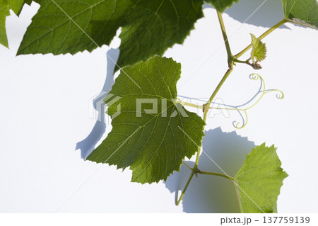 Grape leaves on a white background.	 137759139
