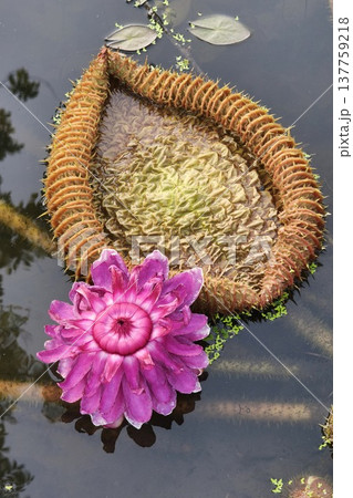 Close up pink color fresh lotus blossom  137759218