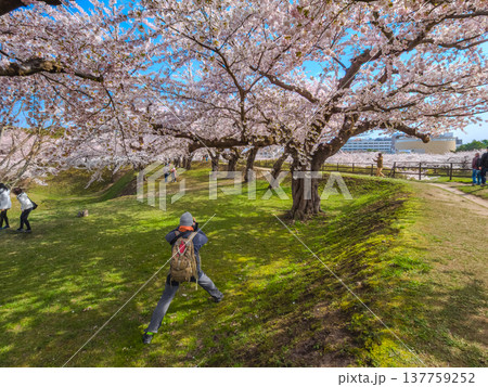 春の公園の芝生の上で満開の桜を撮影する男性 (北海道、函館) 137759252
