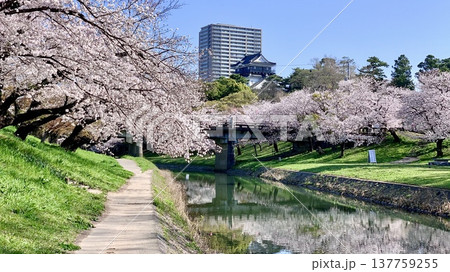 満開の桜並木と青空の岡崎城天守閣〈伊賀川(岡崎城公園)/愛知県岡崎市〉 137759255