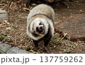 タヌキのドリル、ブルブルをしてもふもふの毛が渦巻いている 137759262