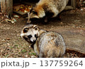 餌場で食べるタヌキと遠く後ろを振り返るタヌキ 137759264