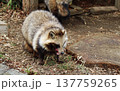 おいしい肉に舌鼓を打つもふもふのタヌキ 137759265