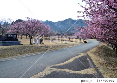 五千本の河津桜 五千本の河津桜 137759493