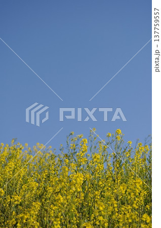 春の青空とセイヨウカラシナの花の風景（縦構図） 137759557
