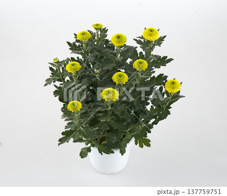 ピンポンマム 鉢植え(イエロー) ピンポンマム 鉢植え(イエロー) 137759751