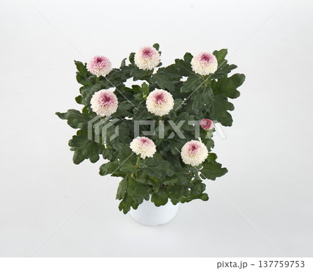 ピンポンマム　鉢植え（ピンク系） 137759753