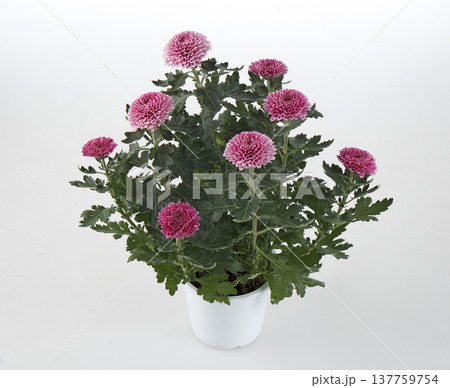 ピンポンマム　鉢植え（ピンク） 137759754