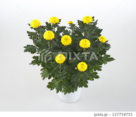 ピンポンマム　鉢植え（イエロー） 137759755