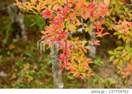 色とりどり 色づく木の葉 色とりどり 色づく木の葉 137759762