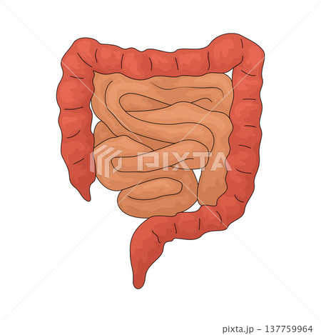 Illustration of Intestines 137759964