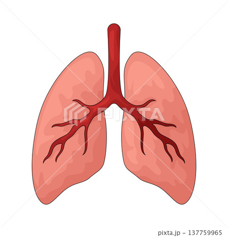Illustration of Lungs Illustration of Lungs 137759965