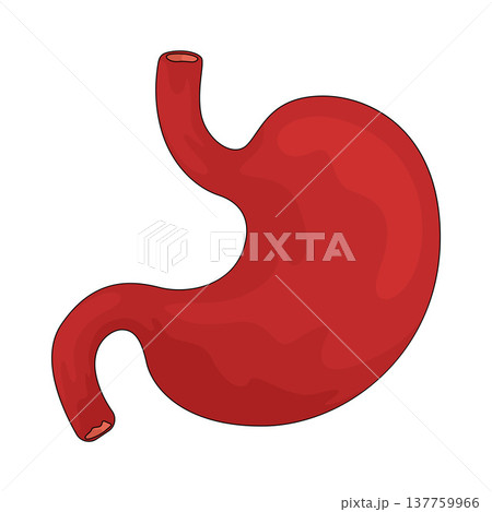 Illustration of Stomach Illustration of Stomach 137759966