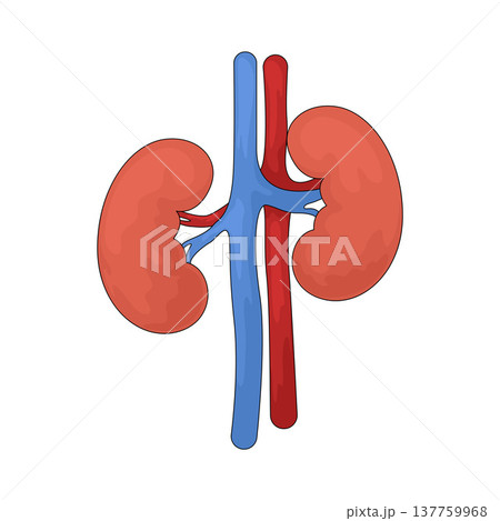 Illustration of Kidneys 137759968