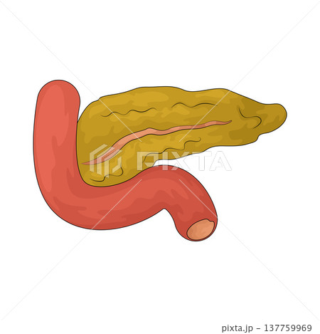 Illustration of Pancreas 137759969