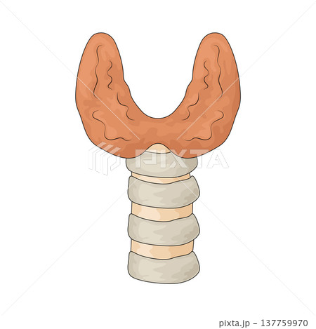 Illustration of Thyroid Illustration of Thyroid 137759970