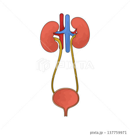 Illustration of Urinary System Illustration of Urinary System 137759971