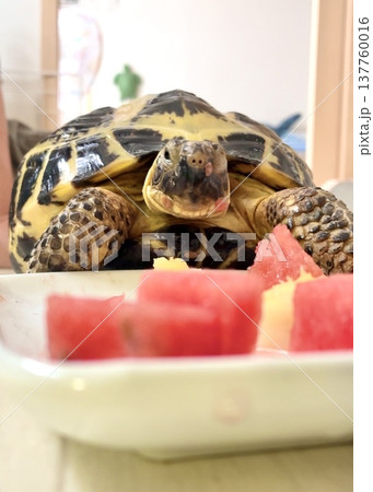 スイカが顔についているロシアリクガメ 137760016