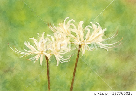 色鮮やかな彼岸花 137760026