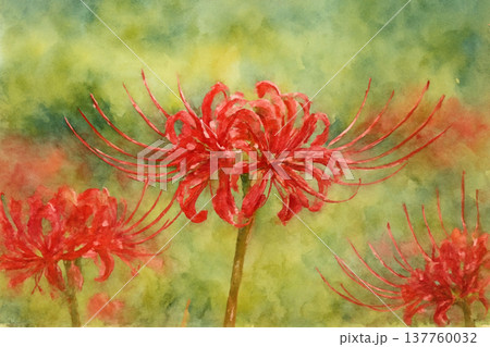色鮮やかな彼岸花 137760032