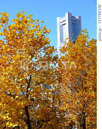 紅葉した楓と高層ビル 紅葉した楓と高層ビル 137760106