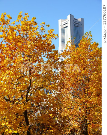 紅葉した楓並木とみなとみらい 137760107