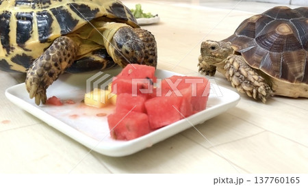 スイカを食べるロシアリクガメをみつめるケヅメリクガメ 137760165