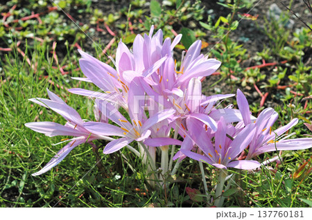 秋に咲くイヌサフランの花 137760181