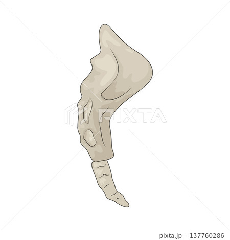 Illustration of Tailbone 137760286
